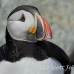 puffin_atlantic_msi_h_1576_can1197.jpg